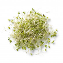 Keimsprossen Bio Brokkoli von Keimsprossen und Saaten