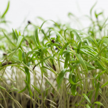 Keimsprossen Bio Dill von Keimsprossen und Saaten