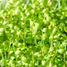 Keimsprossen Bio Endivie von Keimsprossen und Saaten