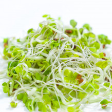 Keimsprossen Bio Engelsmischung von Keimsprossen und Saaten