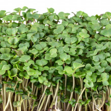 Bio Rucola Keimsprossen von Keimsprossen und Saaten