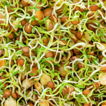 Bio Linsen Keimsprossen von Keimsprossen und Saaten