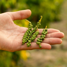 Bio Grüner Pfeffer ganz