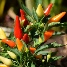 Bio Birds Eye Chili geschrotet