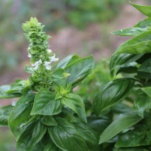 Bio Basilikum gerebelt