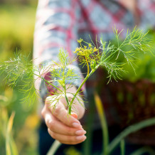 Bio Dillspitzen gerebelt