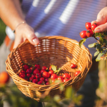 Bio Hagebuttenpulver von der Ölmühle Bayreuth