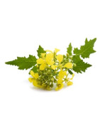 Produkte aus Bio Senfsaaten kaufen | Ölmühle Bayreuth
