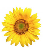 Bio Sonnenblume