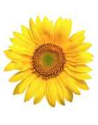 Produkte aus Bio-Sonnenblume kaufen | Ölmühle Bayreuth