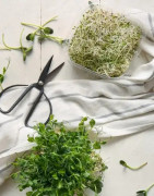 Keimsprossen & Zubehör