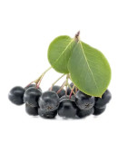 Produkte aus Bio-Aronia kaufen | Ölmühle Bayreuth