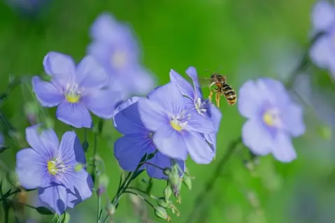Ölmühle Bayreuth - Biene fliegt eine Leinpflanze an