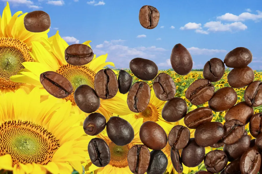 Kaffeebohnen vor einem Sonnenblumenfeld