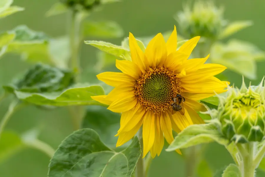 Ein Porträt der Sonnenblume inmitten von vielen