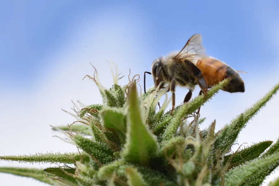 Eine Biene sitzt auf einer Hanfblüte