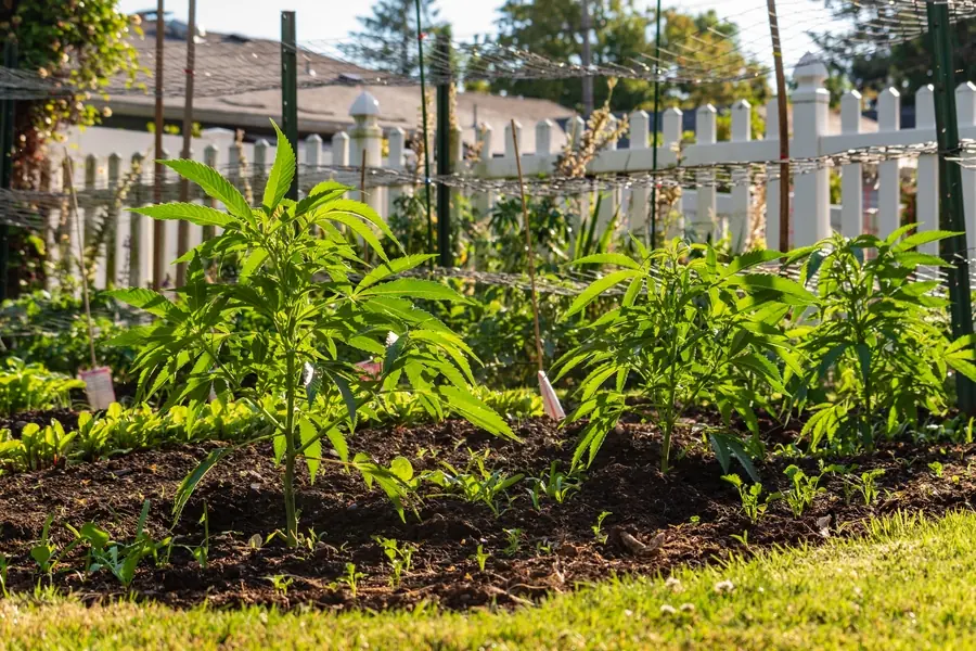 Schöner Hanf wächst im Garten