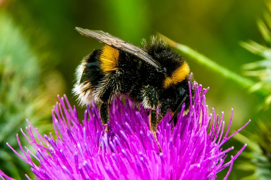 Eine Hummel sitzt auf einer Mariendistelblüte