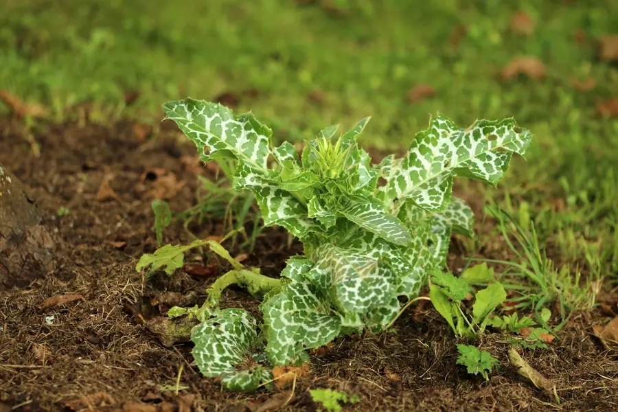 Junge Mariendistel wächst im Garten
