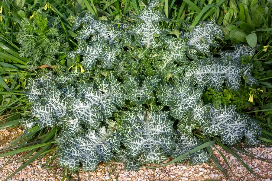 Die Mariendistel - hier ihre auffälligen Blätter