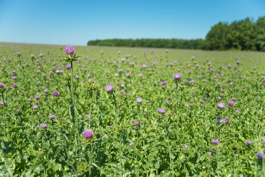 Ein Feld voller Mariendistel in Nordbayern