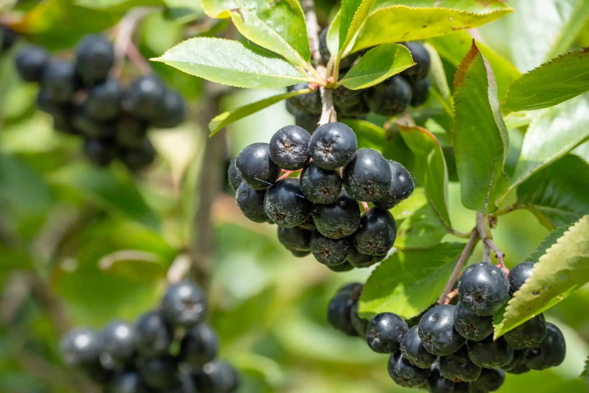 Aroniabeeren (Aronia melanocarpa)