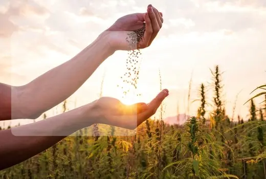 Am Anfang steht das Saat