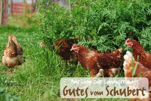 Hühnerprodukte von Schubert