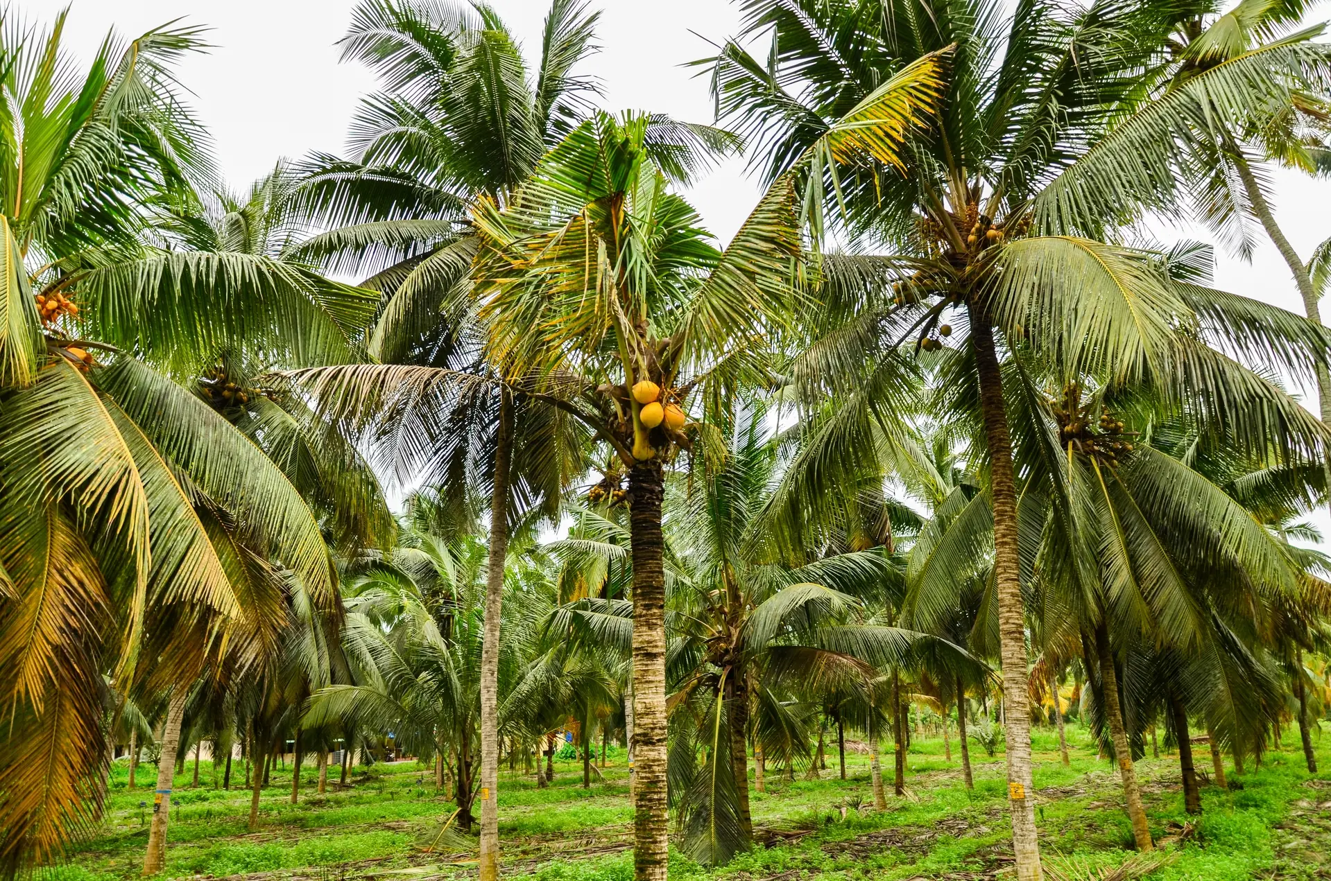 Kokospalme (Cocos nucifera)