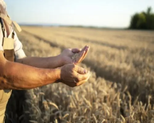 Landwirt hält Korn in der Hand