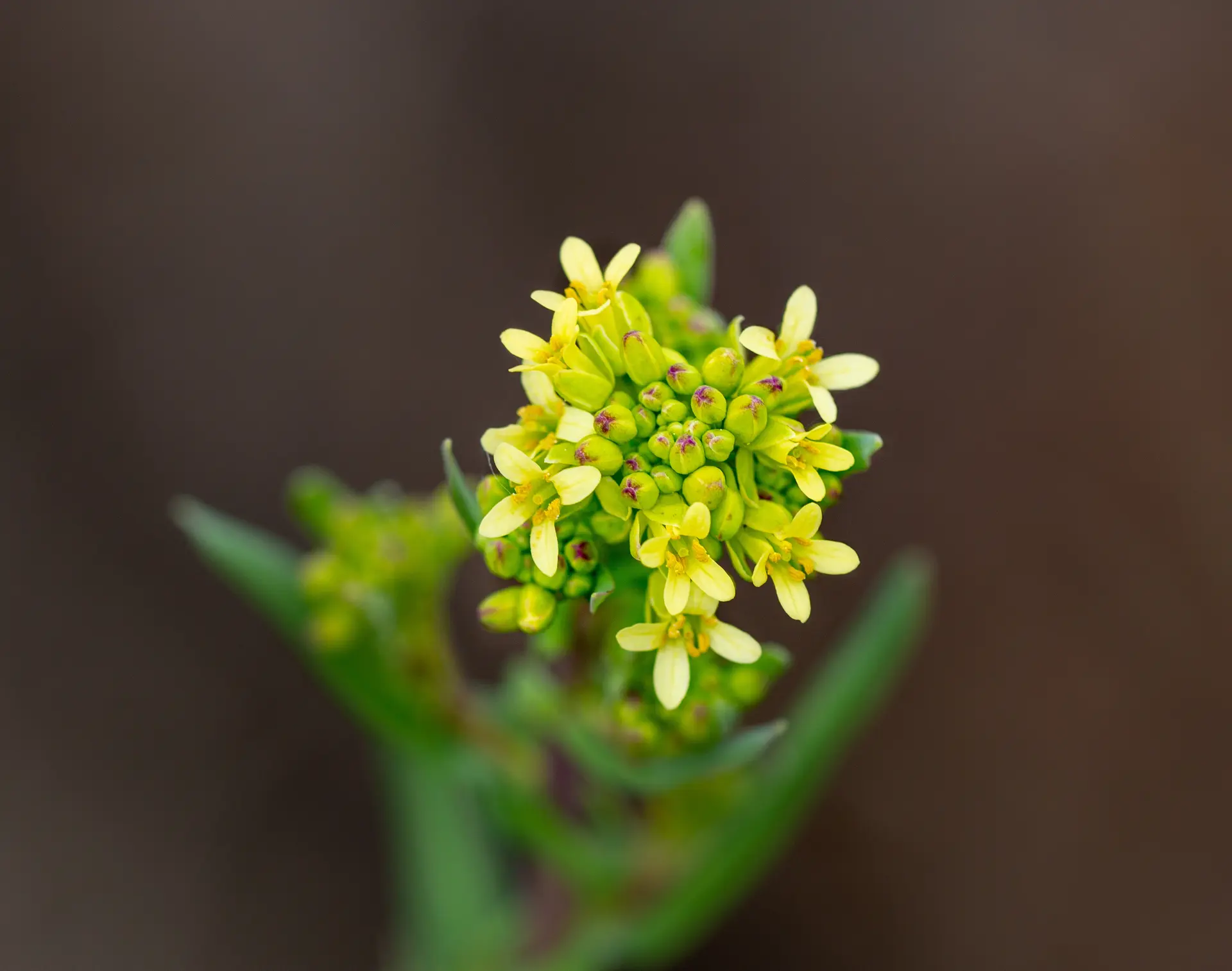 Gelbe Blüten des Leindotters (Camelina sativa)