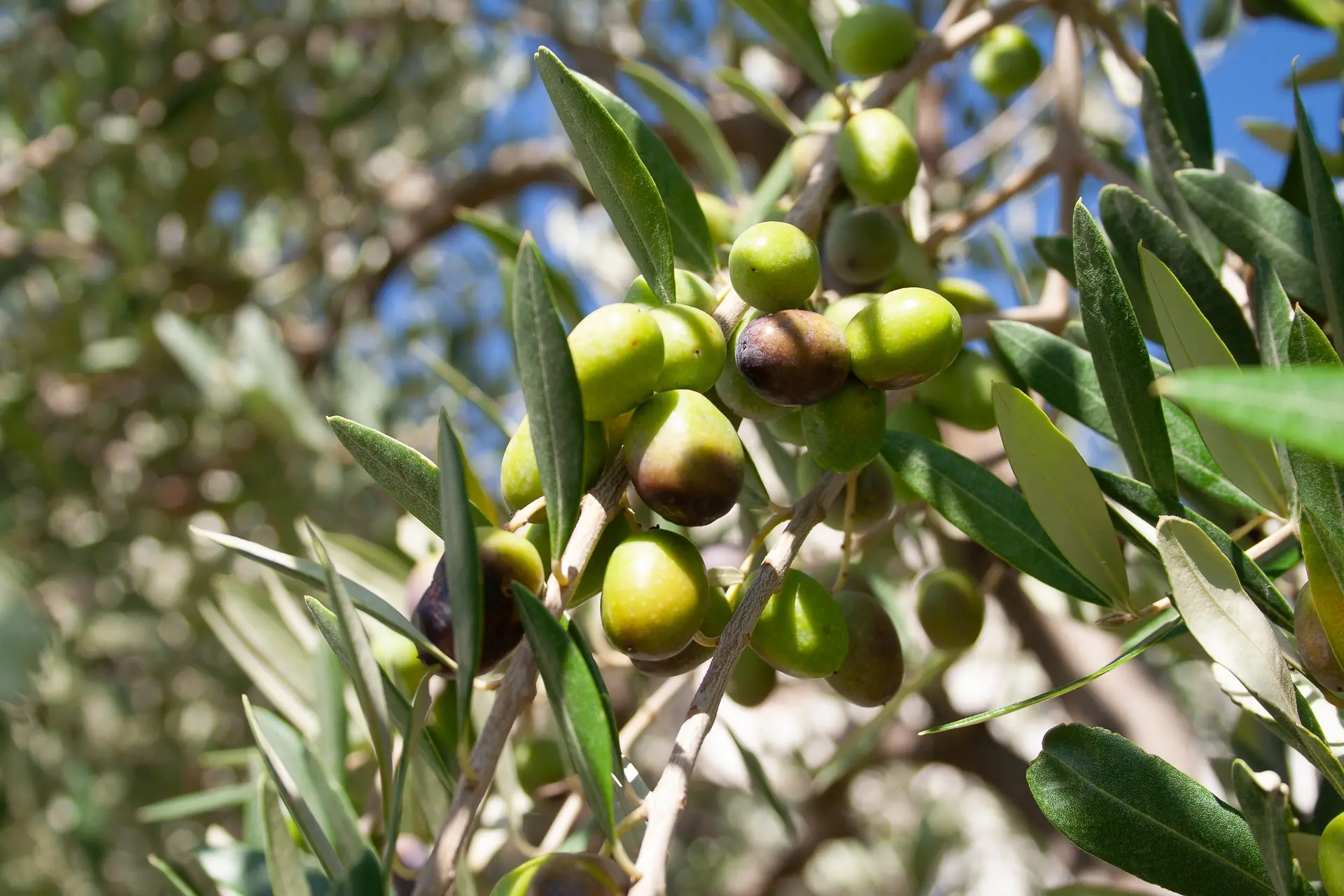 Olivenbaum (Olea europaea)