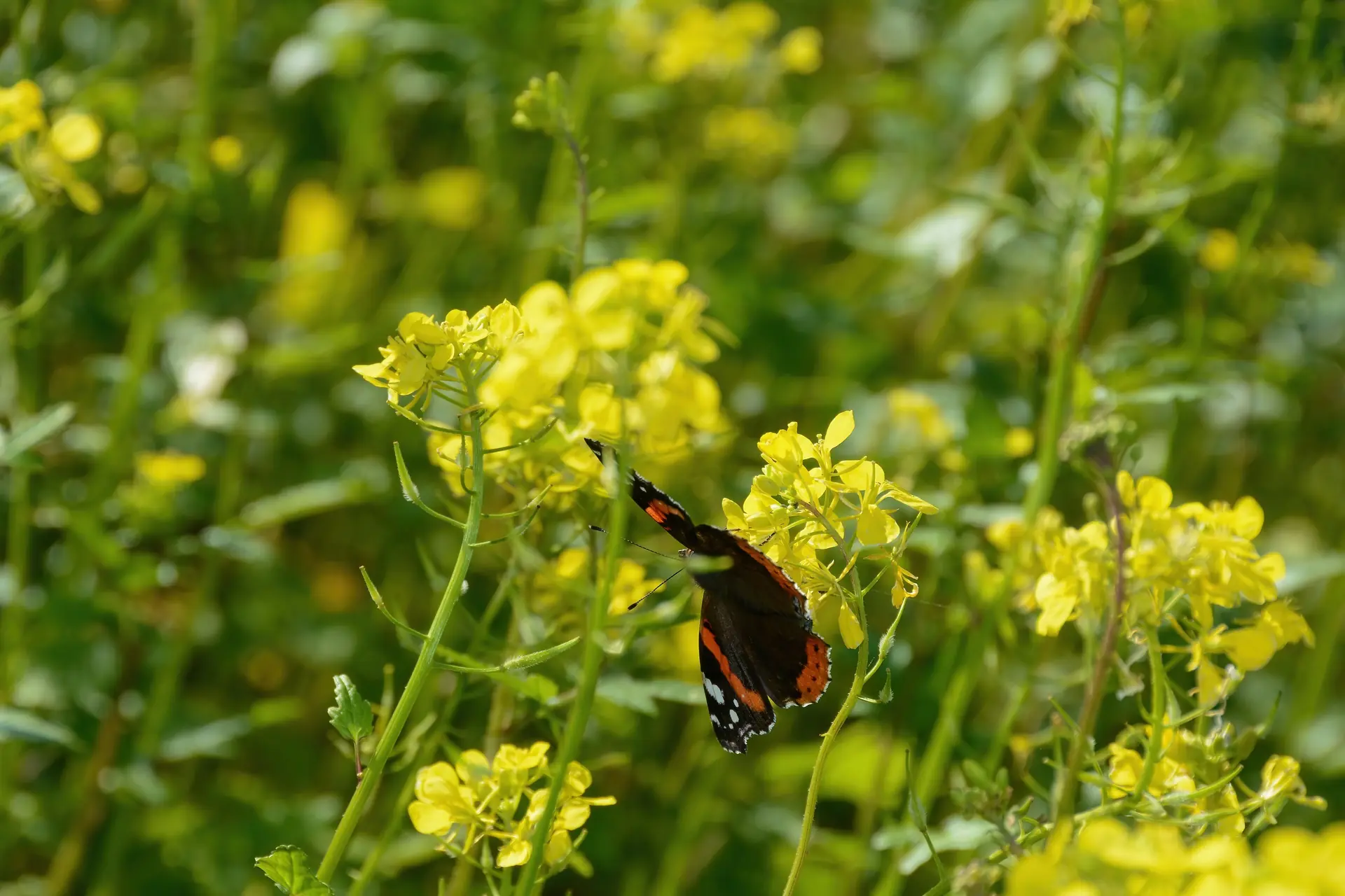 Senfpflanze mit gelben Blüten (z. B. Sinapis alba)
