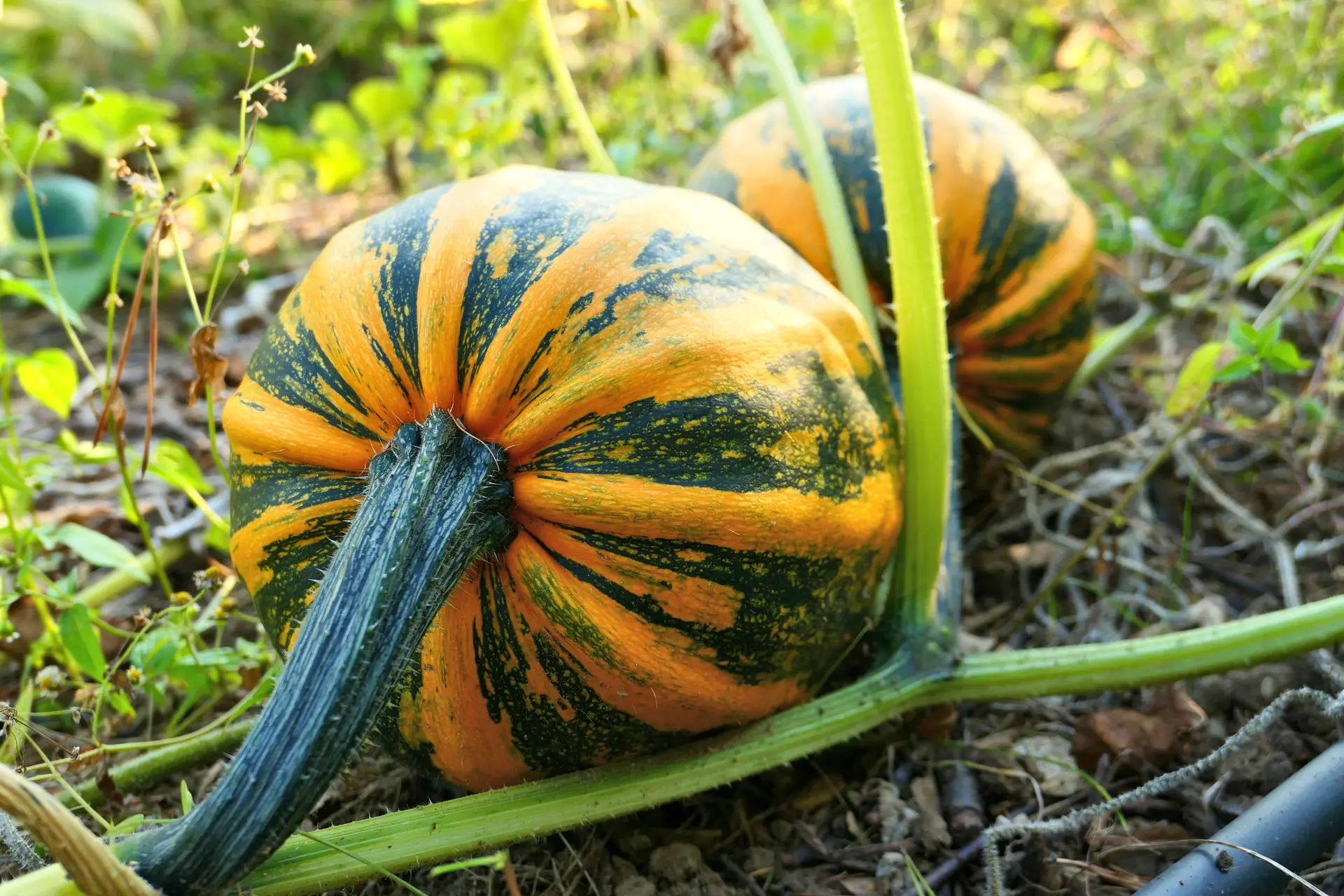 Kürbis / Ölkürbis (Cucurbita pepo)