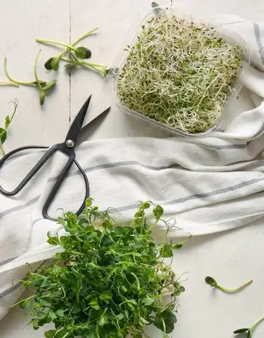 Keimsprossen & Zubehör